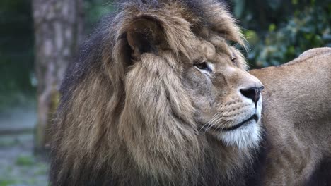 Male-lion-looks-back-and-moves-his-ear,-close-up