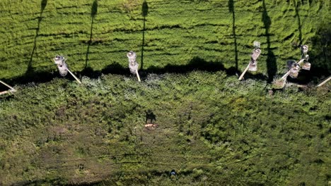 Luftaufnahme-Von-Oben-Auf-Störche-In-Nestern,-Ein-Natürliches-Muster-Auf-Den-Feldern-Von-Aveiro,-Portugal