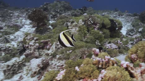 Close-shot-of-moorish-idol-fish-on-a-tropical-coral-reef,-tuamotu-archipelage,-french-polynesia,-tahiti,-south-pacific-ocean