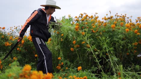 Mexican-man-working-on-the-harvest-of-marigold-flower