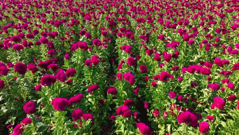 Drone-push-in-video-of-a-flower-field-in-Atlixco,-México