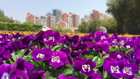 Viola-flowers-in-front-of-Shanghai-cityscape-in-blurred-background
