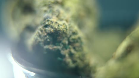 Makro-Rotationsvideo-Einer-Cannabispflanze,-Hybridsorten,-Knackiger-Sativa,-Marihuanablüte,-4K-Video,-Studiobeleuchtung,-Magischer-Lichtreflex,-Sanfte-Aufwärtsbewegung