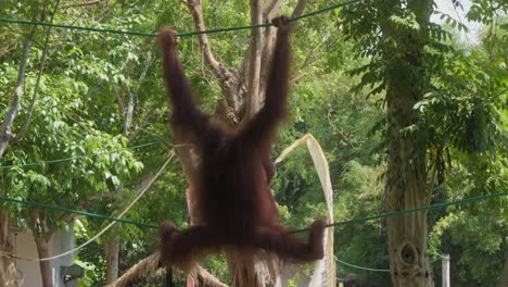 rear-of-an-Orangutan-hanging-on-rope-in-Zoo,-static-shot