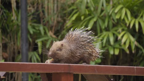 Sunda-Stachelschwein-Oder-Javan-Stachelschwein,-Das-Mais-Isst,-Während-Es-Auf-Einem-Holzzaun-Sitzt