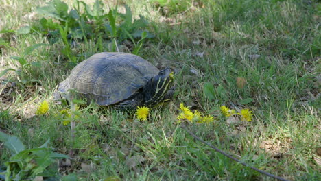 Closeup-of-a-yellow-bellied-slider,-adult-turtle-waiting-in-the-grass-on-a-sunny-day