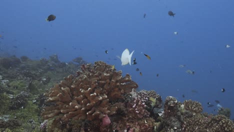 White-surgeon-fish-comes-to-a-cleaning-station-with-cleaner-fish,-wrasses-in-clear-water-on-a-tropical-coral-reef,-Tuamotu-archipelago,-french-polynesia,-south-pacific