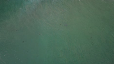 Ballenas-Jorobadas-En-El-Mar-Tropical-Cerca-De-La-Reserva-Natural-De-La-Isla-Cook-En-Nueva-Gales-Del-Sur,-Australia