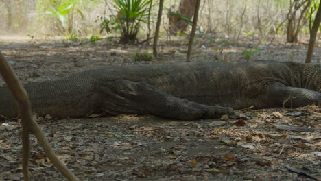 Komodo-dragon-lying-on-the-ground