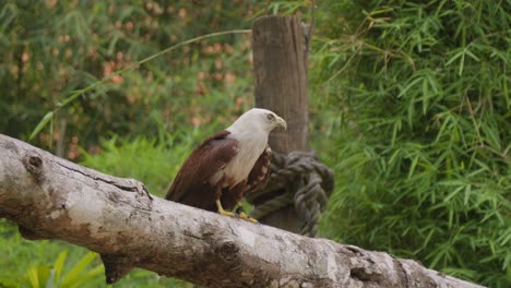 Brahminy-kite-or-red-backed-sea-eagle-sitting-on-a-tree-branch