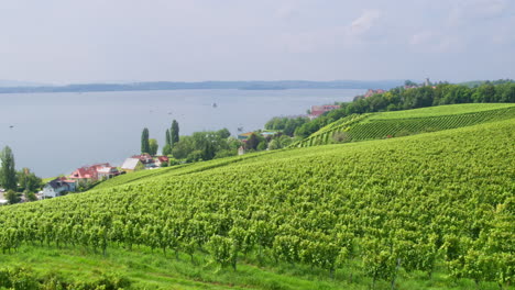 Drone-ascends-perfect-orchard-rows-sloping-across-hills-overlooking-Lake-Constance