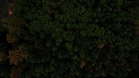 Bosque-Verde-En-Austria-Cinematográfico-Droneshot