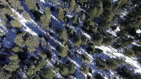 Luftaufnahme-Eines-üppigen-Kiefernwaldes-Im-Winter,-Als-Der-Schnee-Zu-Schmelzen-Begonnen-Hat