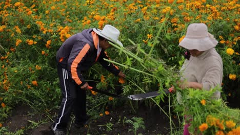 Agricultores-Mexicanos-Cosechando-Flores-De-Cempasúchil