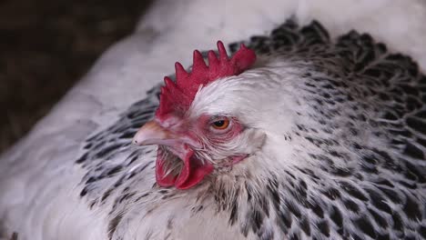 Closeup-of-Light-Sussex-hen-sitting-on-nest