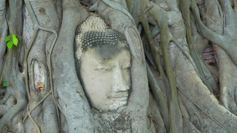 Buddhas-Kopf-Steckt-In-Den-Baumwurzeln-Eines-Tempels-In-Ayutthaya-Fest.