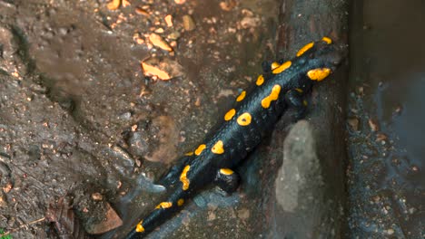Fire-salamander-crawling,-close-up-spotted-black-yellow-European-Salamandra