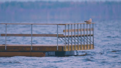 Möwe-Star-Auf-Nahrungssuche-Am-See