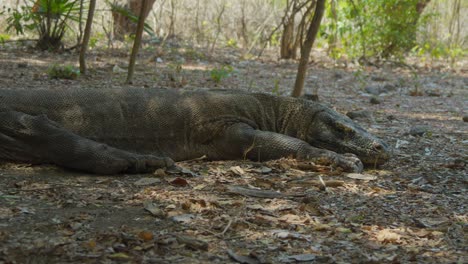 Komodo-dragon-lying-on-the-ground