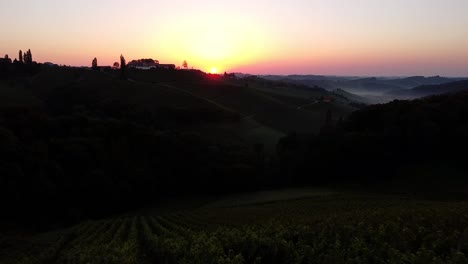 grapevine-field-in-styria-Austria