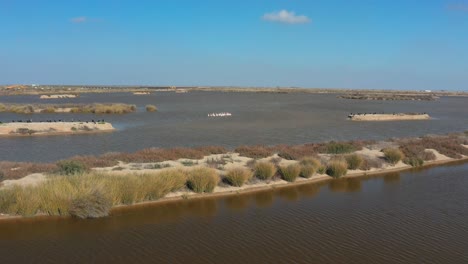 Aerial-Drone-of-Pink-Flamingos-on-Guadalquivir-River-in-Doñana-National-Park,-Spain