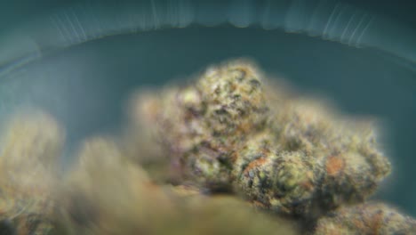 Macro-rotating-video-of-a-cannabis-plant,-hybrid-strains,-sativa-in-a-clear-glass,-purple-haze,-marijuana-flower,-slow-motion-120-fps,-studio-lighting,-magical-blur,-top-down