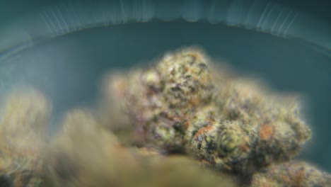 Vídeo-Macro-Giratorio-De-Una-Planta-De-Cannabis,-Cepas-Híbridas,-Sativa-En-Un-Vaso-Transparente,-Neblina-Púrpura,-Flor-De-Marihuana,-Cámara-Lenta-De-120-Fps,-Iluminación-De-Estudio,-Desenfoque-Mágico,-De-Arriba-Hacia-Abajo