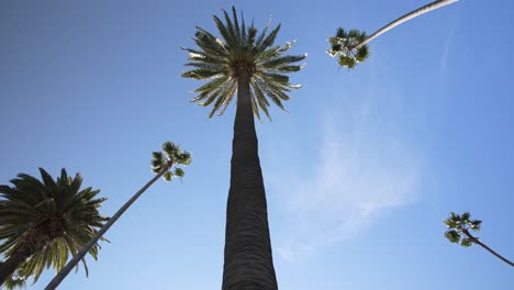 Altas-Palmeras-De-California-Cielo-Azul-Claro