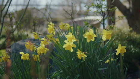 Goldene-Narzissen-In-Einem-Warmen,-Sonnigen-Garten