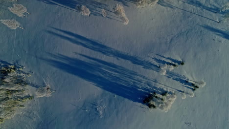 Aerial-top-down-view-of-snow-covered-fields-and-hoarfrost-on-trees-with-long-shadows