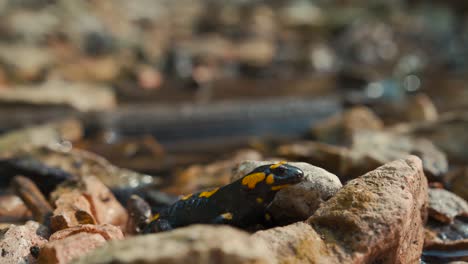Salamandra-De-Fuego-De-Cerca-Salamandra-Europea-Amarilla-Negra-Manchada