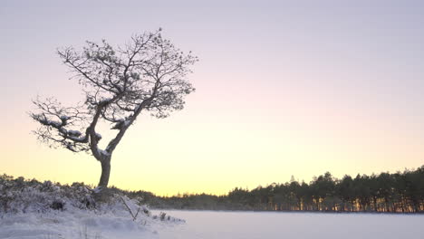 Tonos-Invernales-Sobre-Una-Pradera-Cubierta,-Un-Maravilloso-Cielo-En-Nõva,-Un-Bosque-Estonio-Al-Fondo