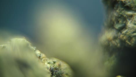 Macro-smooth-detailed-video-of-a-cannabis-plant,-hybrid-strains,-sativa,-marijuana-flower,-on-a-rotating-stand,-slow-motion,-120-fps,-studio-lighting,-dreamy-depth-of-field