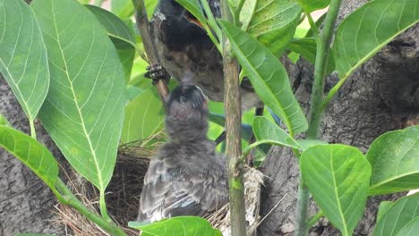 Red-vented-bulbul-feeding-food-for-chicks-