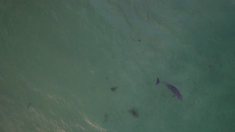 Vista-Anterior-De-Las-Ballenas-Jorobadas-Que-Migran-Para-Aparearse-Y-Reproducirse-En-La-Isla-Cook,-Nueva-Gales-Del-Sur,-Australia