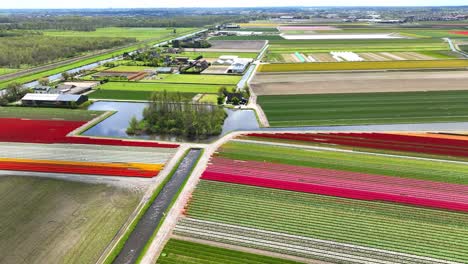 Luftaufnahmen-Von-Farbenfrohen-Tulpenfeldern-In-Den-Niederlanden