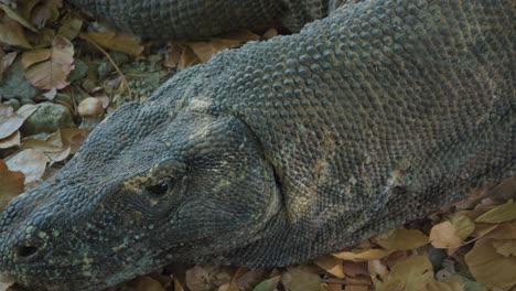 Close-up-of-a-Komodo-dragon's-head,-followed-by-the-camera-moving-along-the-entire-body,-showcasing-its-full-length