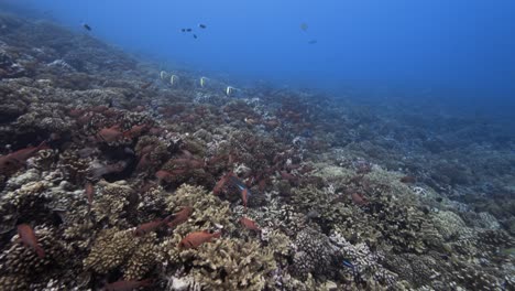 Gran-Escuela-De-Peces-Soldado-Rojo-En-Aguas-Claras-En-Un-Arrecife-De-Coral-Tropical,-Archipiélago-Tuamotu,-Polinesia-Francesa,-Pacífico-Sur