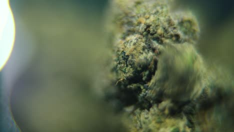 Makro-Video-Einer-Cannabispflanze,-Hybridsorten,-Sativa,-Marihuanablüte,-Auf-Einem-Rotierenden-Ständer,-Zeitlupe-120 fps,-Studiobeleuchtung,-Verträumte-Tiefenschärfe