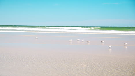 Kleine-Vögel-Laufen-In-Zeitlupe-über-Den-Strandsand