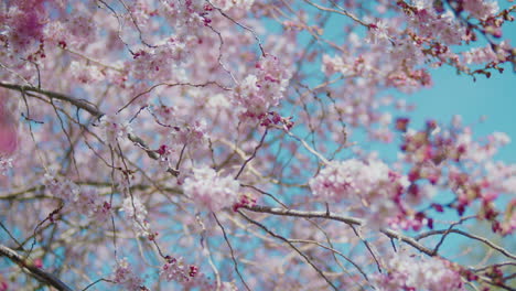 Branches-of-cherry-blossom-tree-in-full-bloom-with-sunlight-shining-through