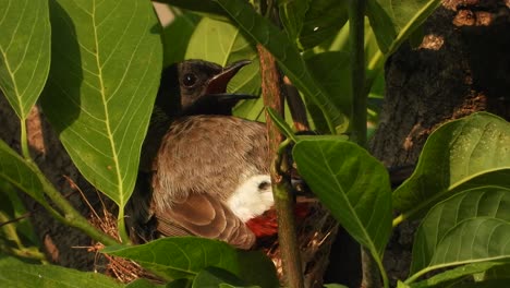 Red-vented-bulbul-in-nest---eggs