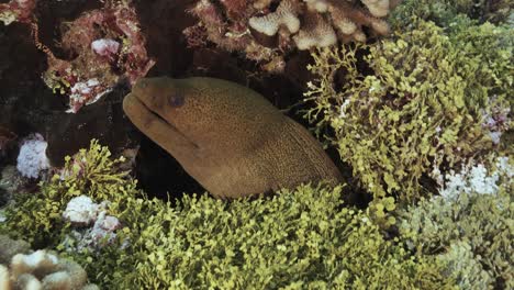 Close-shot-of-a-green-moray-eel-on-a-tropical-coral-reef,-tuamotu-archipelage,-french-polynesia,-tahiti,-south-pacific-ocean