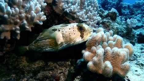 Stachelschwein-Schwimmt-über-Einem-Korallenriff-Auf-Der-Insel-Mauritius