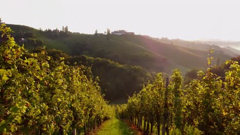 grapevine-field-in-styria-Austria