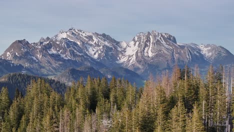 Un-Cautivador-Avance-Aéreo-Sobre-Un-Hermoso-Bosque-De-Pinos-Con-La-Imponente-Montaña-Säntis-Al-Fondo