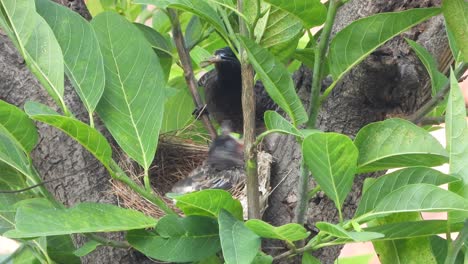 Red-vented-bulbul-chick-waiting-for-food-