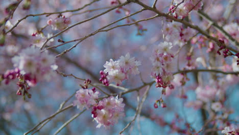 Blühende-Kirschblüten-Mit-Neuen-Knospen,-Die-Sich-Am-Zweig-Bilden