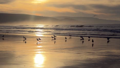 A-cluster-of-seagulls-congregates-on-Spain's-coast,-their-presence-mirrored-on-the-reflective-shoreline,-while-waves-crash-in-the-background,-composing-a-tranquil-natural-tableau