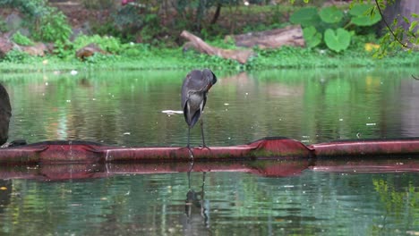 Wild-grey-heron,-ardea-cinerea,-a-long-legged-wading-bird,-preening-and-grooming-its-plumages-in-the-middle-of-the-lake-at-Daan-Forest-Park,-Taipei-city,-Taiwan,-close-up-shot